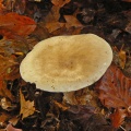 Clitocybe nebularis (Clouded Agaric)  Alan Prowse